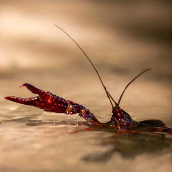 Observation-active-d'une-espece-invasive-1