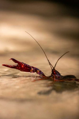 Observation-active-d'une-espece-invasive-1