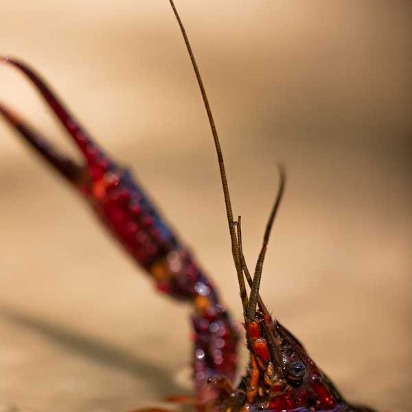 Observation-active-d'une-espece-invasive-2