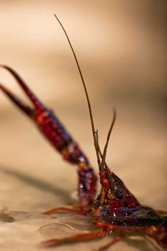 Observation-active-d'une-espece-invasive-2